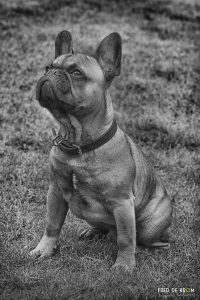 Franse Bulldog Siep zittend_Fred de Krom Fotografie huisdierfotografie fotograaf