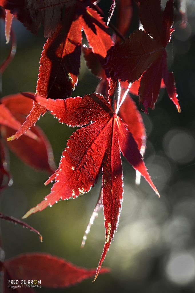 Rood blad aan boom in herfst.