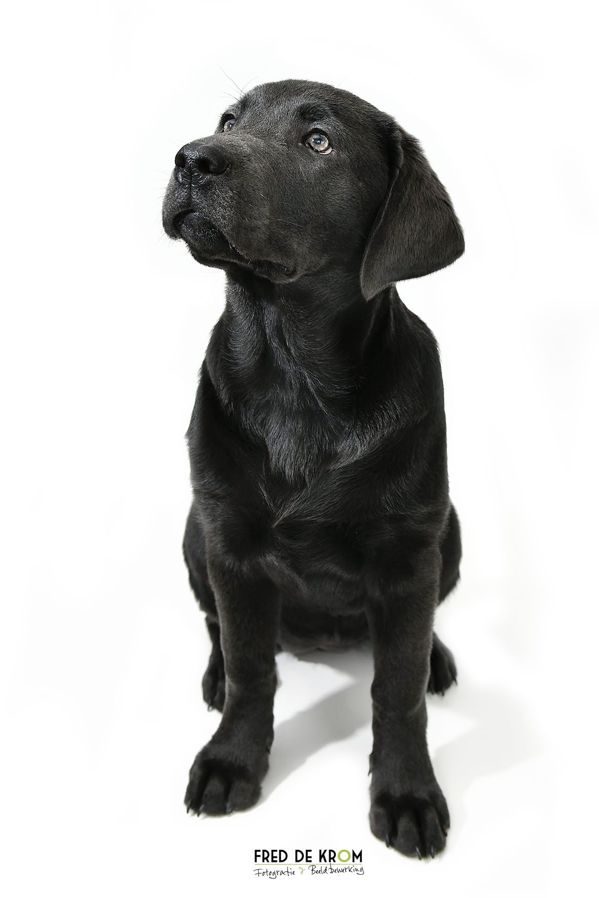 Labrador puppy, zittend. Fred de Krom Fotografie en beeldbewerking.