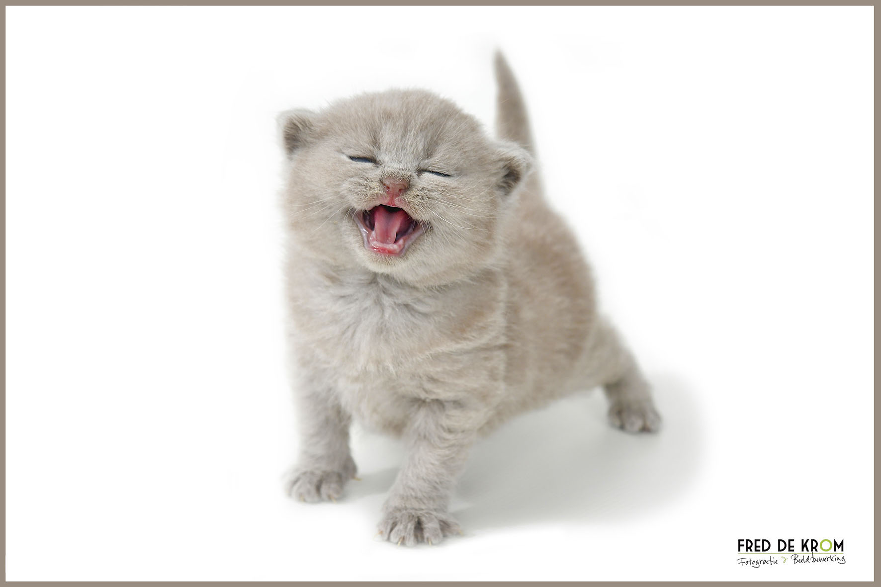 Brits korthaar kitten, beige. Homepage Fred de Krom Fotografie en beeldbewerking.