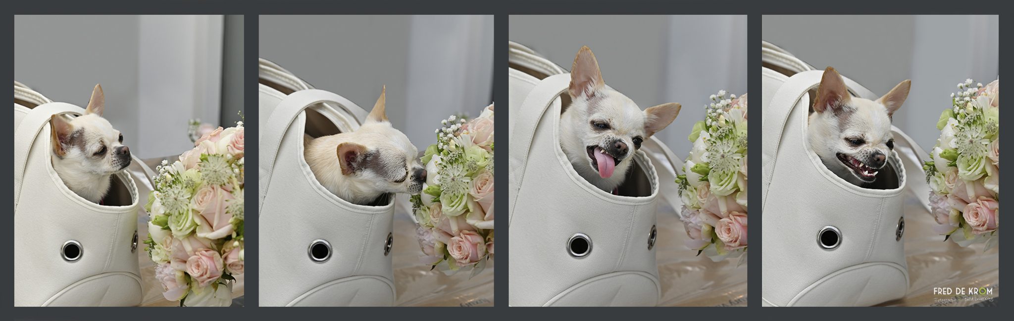 Hondje in tas, ruikend aan bruidsboeket tijdens bruidsreportage Veldhoven.